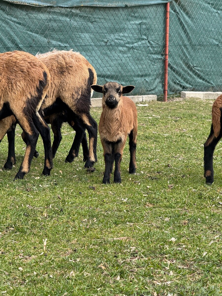Predám Kamerunske jahňatá - 4