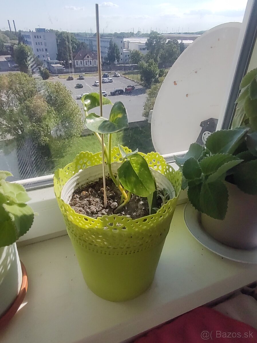 Predám nadchovnik, aloe Vera, potos - 4