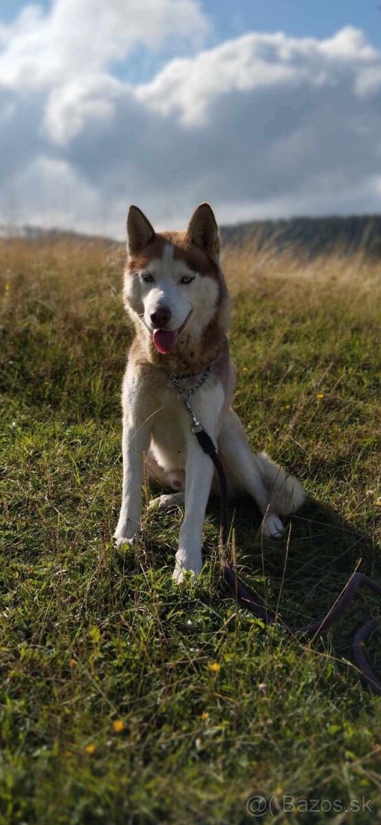 Rezervacia Sibirsky husky - 4