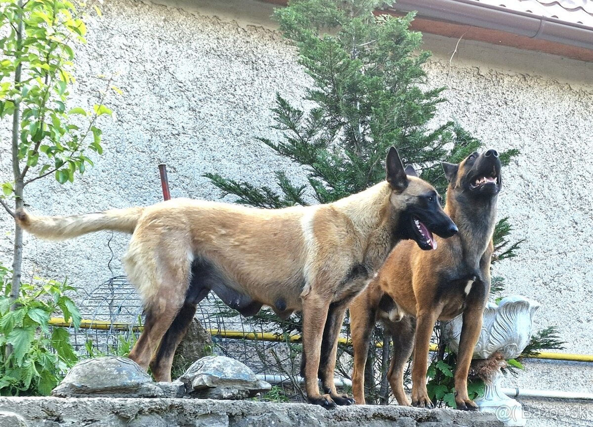 Belgický ovčiak - 4