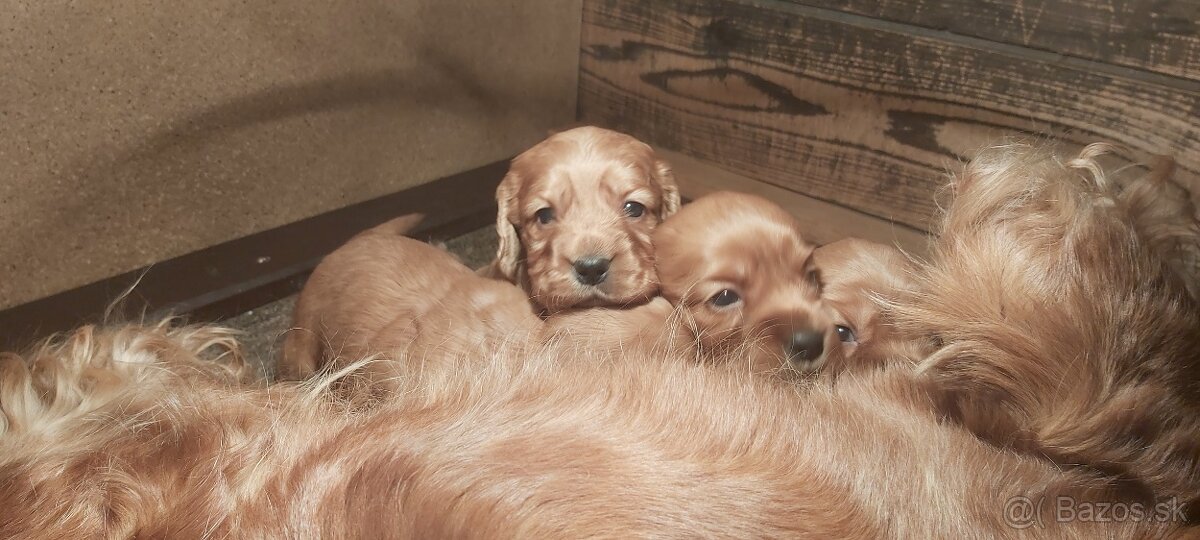 Anglický kokeršpaniel - 4