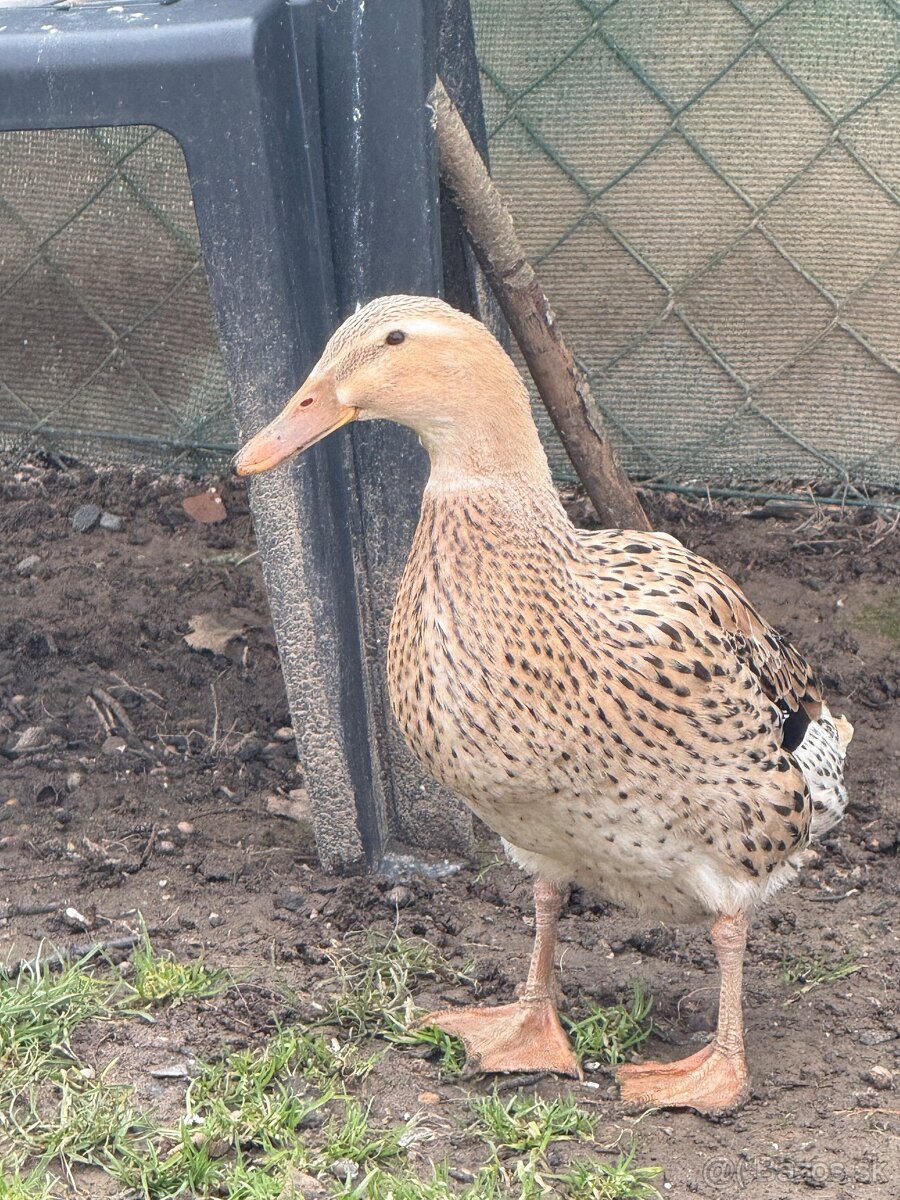 Indické bežce - párik - 4