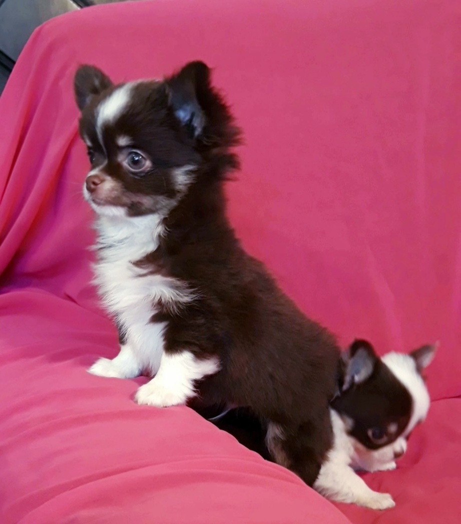 Čivava dlhosrstá - 1psík + 1fenka - 4