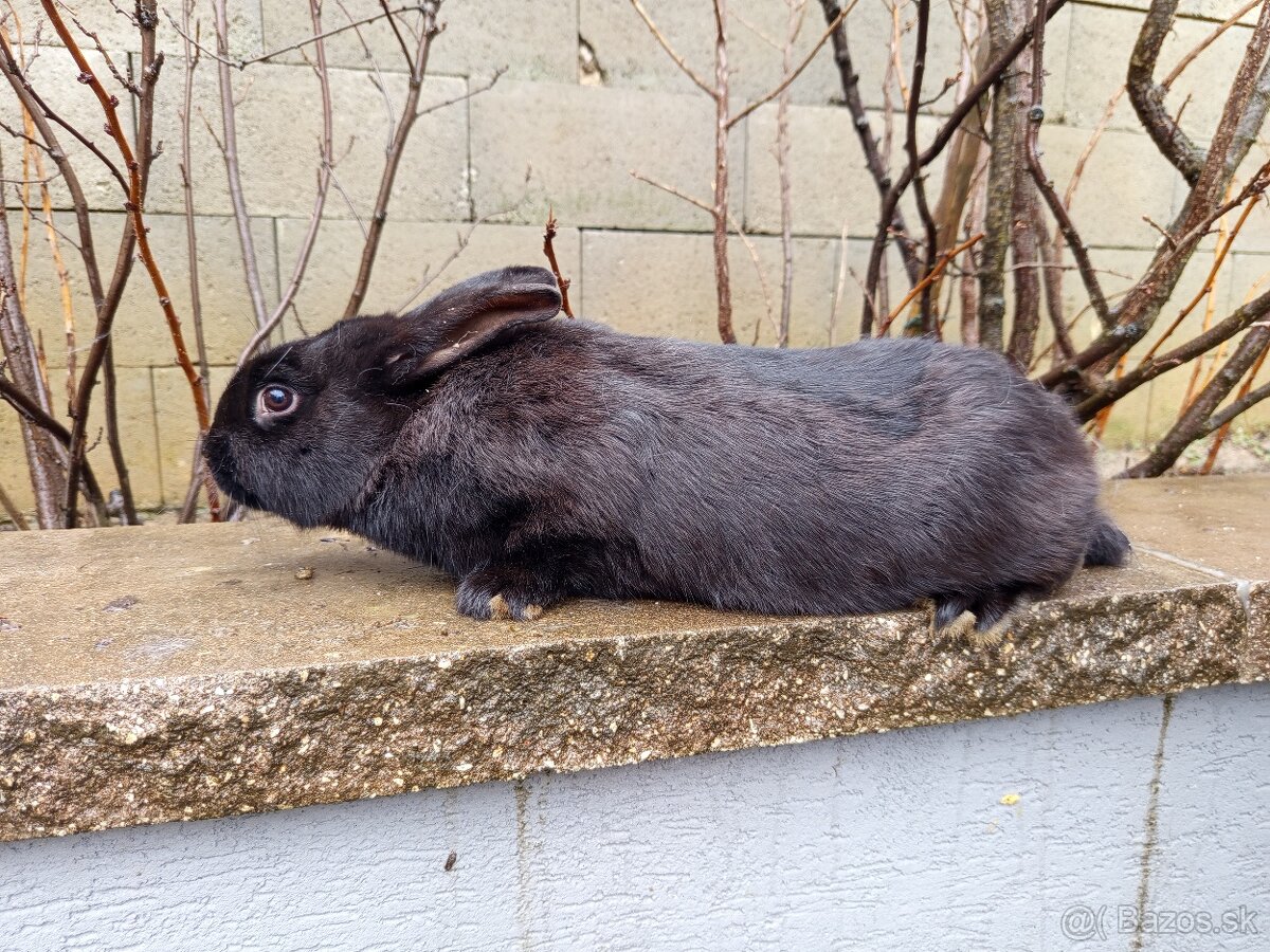 Predám králiky - 4