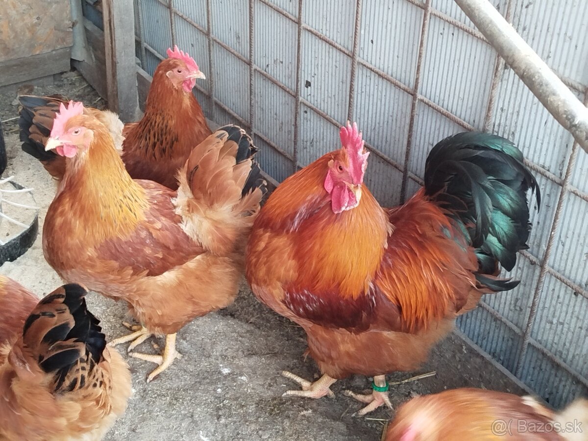 Nasadové vajcia hempšír - 4