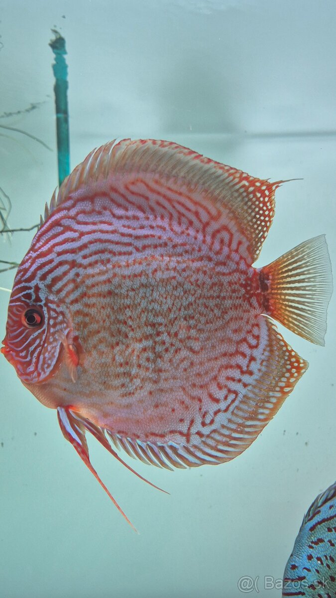 Tercovce - Discus - 4