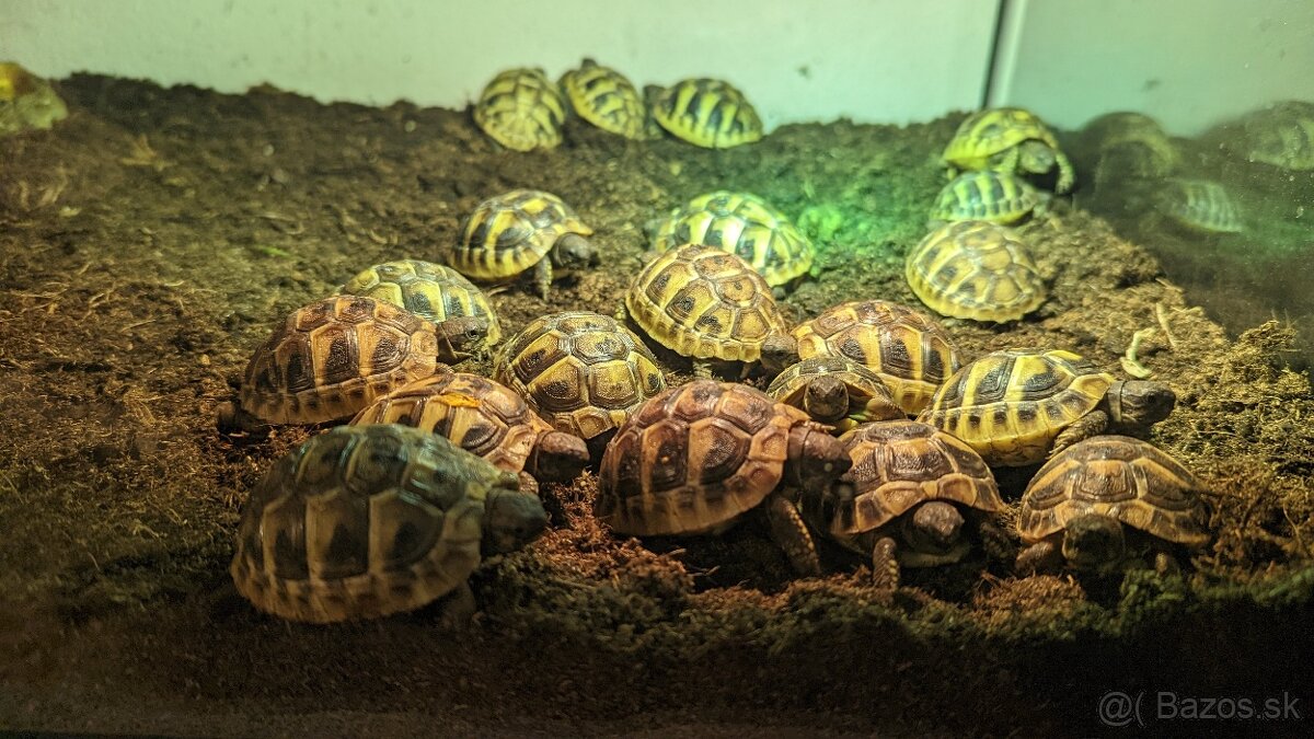 Suchozemska korytnačka zelenkasta - 4