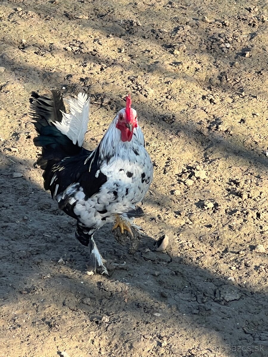 Liliputky Kohuty - 4