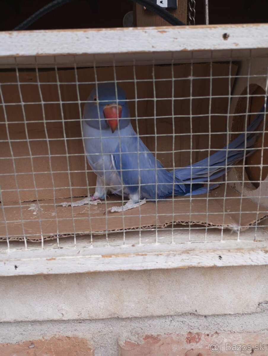 Predam alexander maly violeta - 4