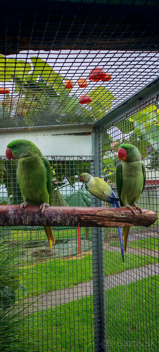 Alexander maly, velky - 4