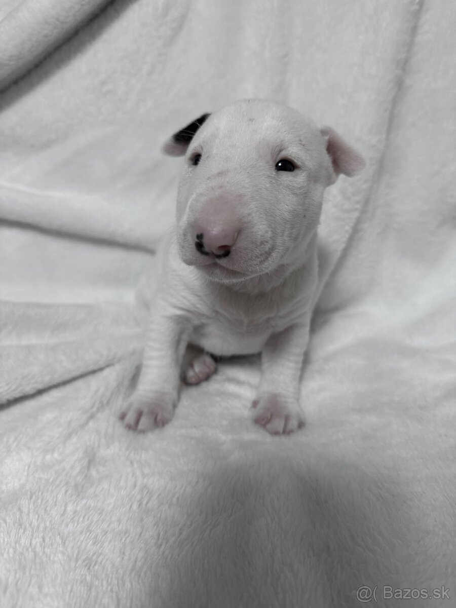 Miniaturní bulteriér s Pp - 4