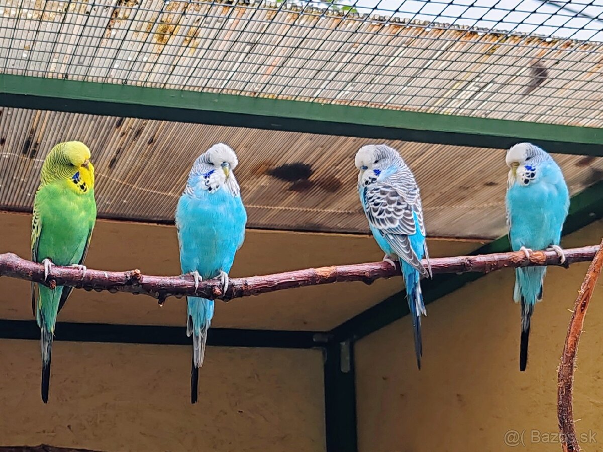 Výstavné, polovýstavné, dúhové andulky - 4