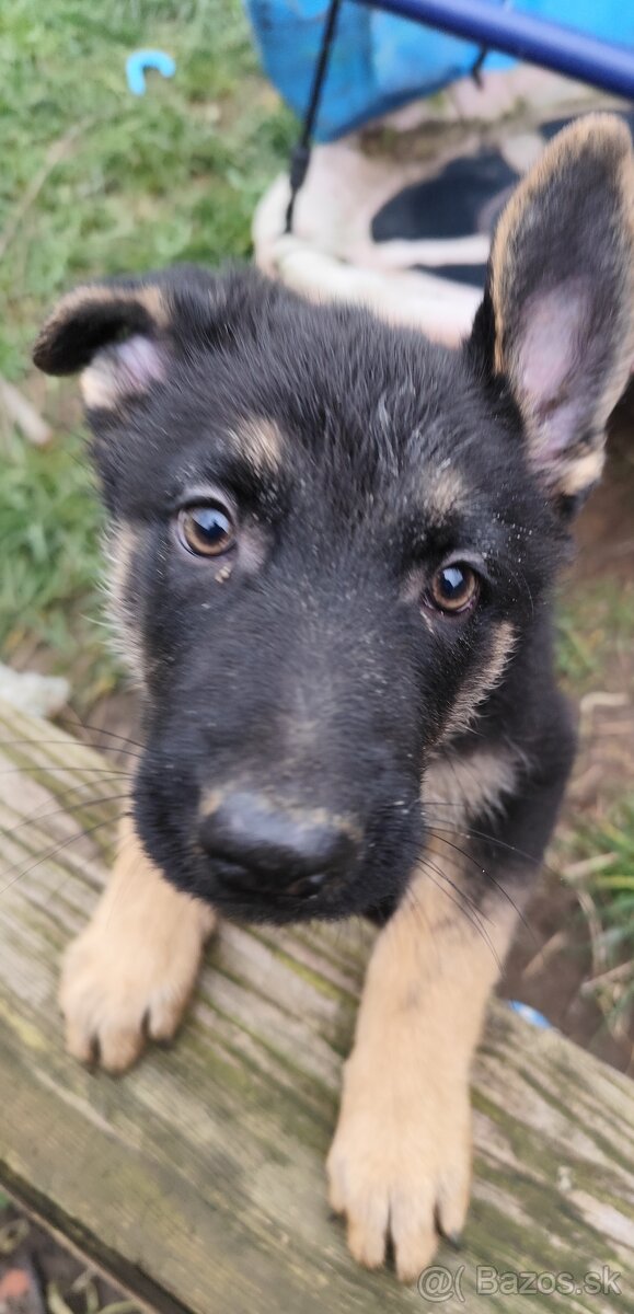 Nemecký ovčiak - 4