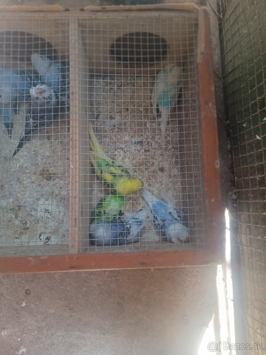 Predám korely aj andulky - 4