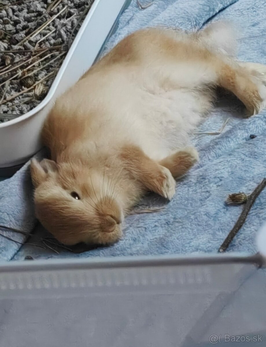 Zakrslý králik s ohradou - 4