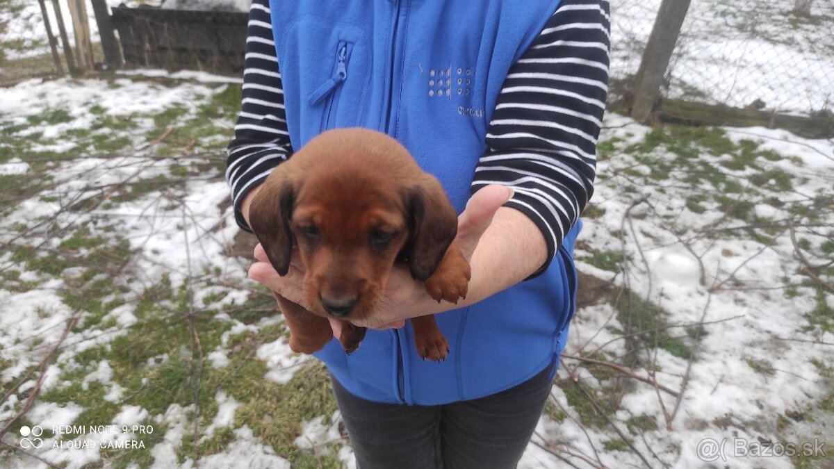 Predám šteniatka jazvečíkov krátkosrstých - 4