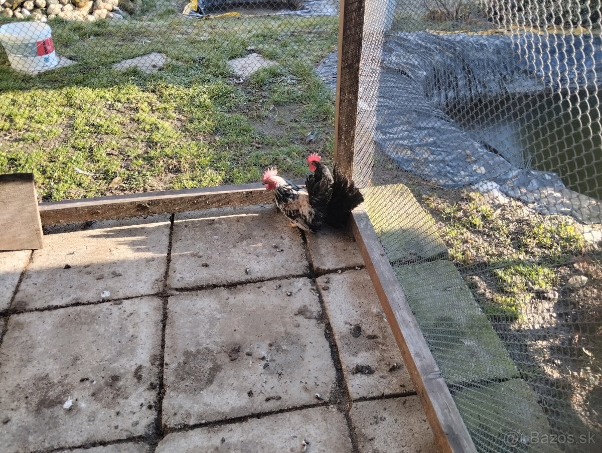 Predam kohúty - 4