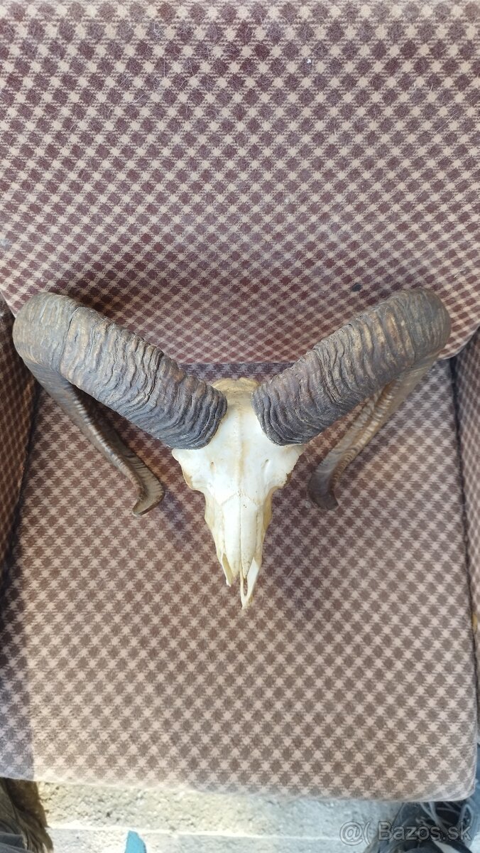 Predám trofej muflona parožie zhody trofeje - 4