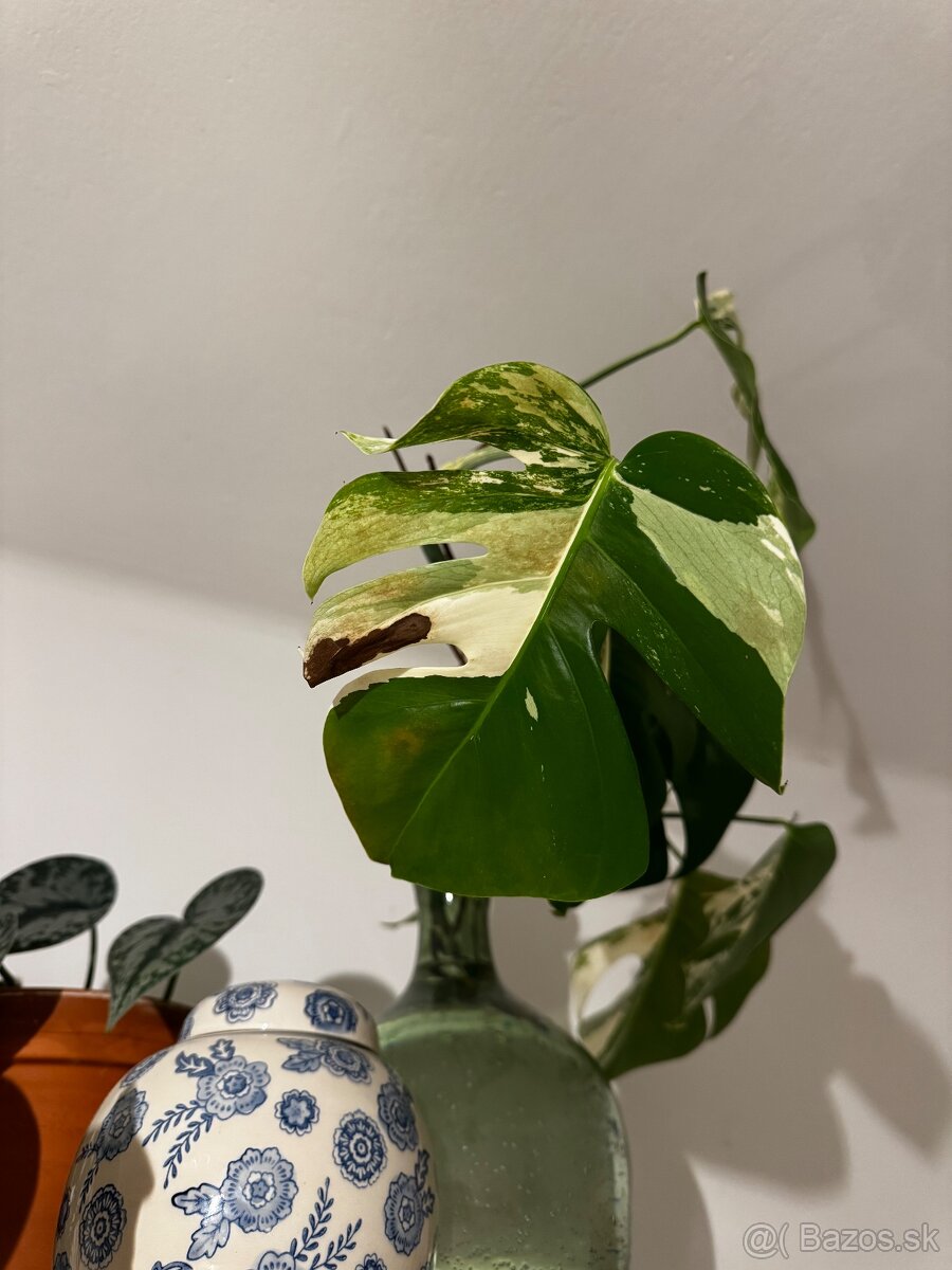 Monstera deliciosa Variegata - 4