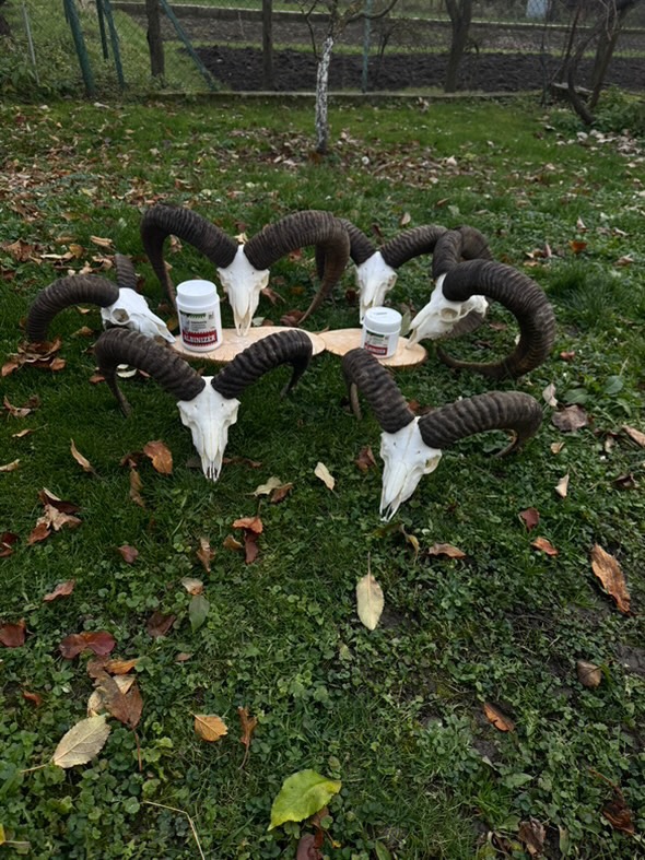 Úprava poľovníckych trofejí - 4