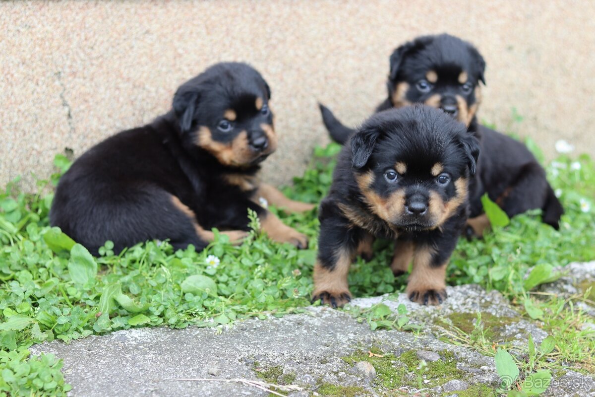 Rottweiler, rotvajler s PP - 4