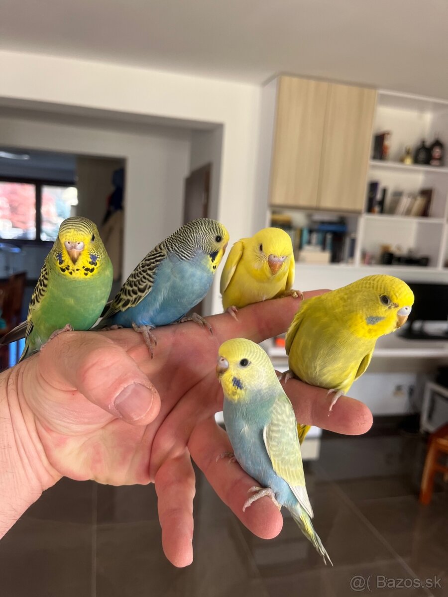 Andulka mlada Maznačik - 4