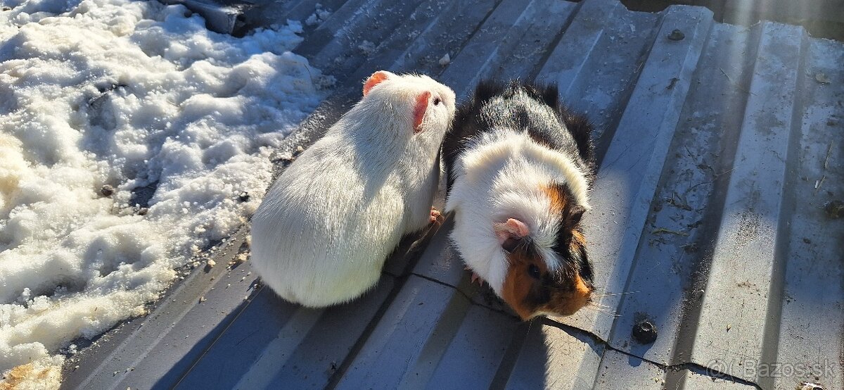 Morské prasiatká - 4