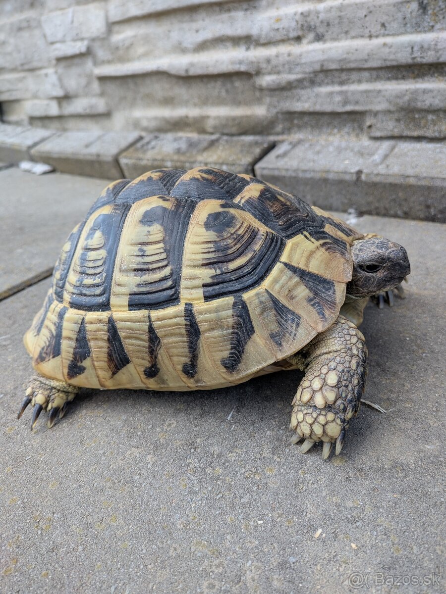 Suchozemská korytnačka - 4