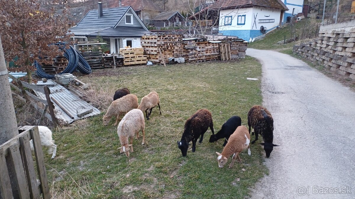 Predam ovce dorper/ kamerun - 4