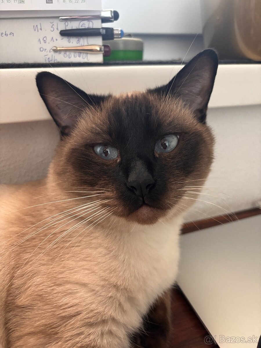 Siamsky kocur-krytie - 4