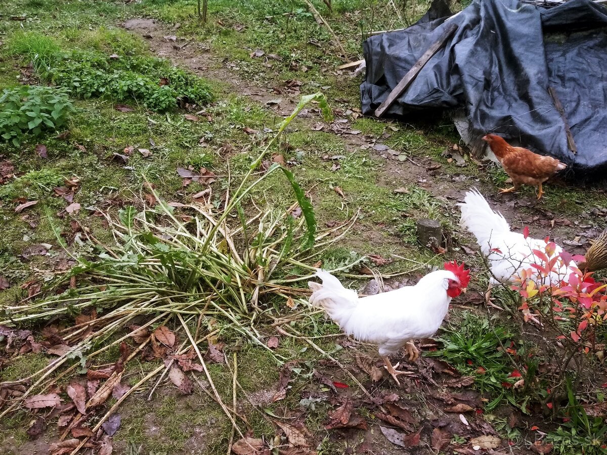 Predám - vymením kohúta leghorn - 4