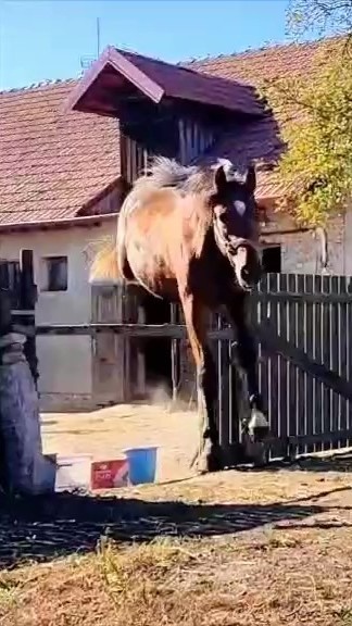 Predám skvelého 2-ročného ST žrebca - 4