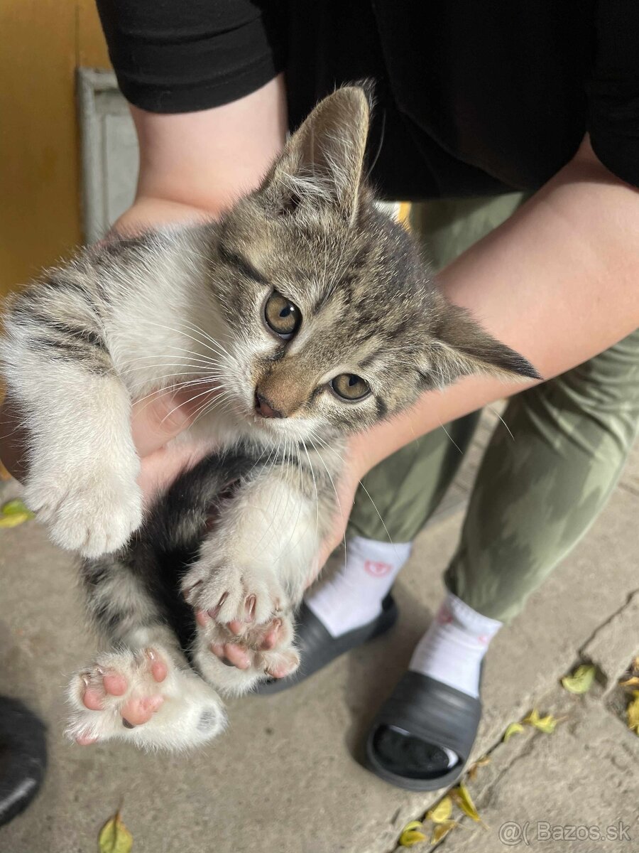 DARUJEM MAČIČKY AJ KOCÚRIKOV DO DOBRÝCH RÚK - 4