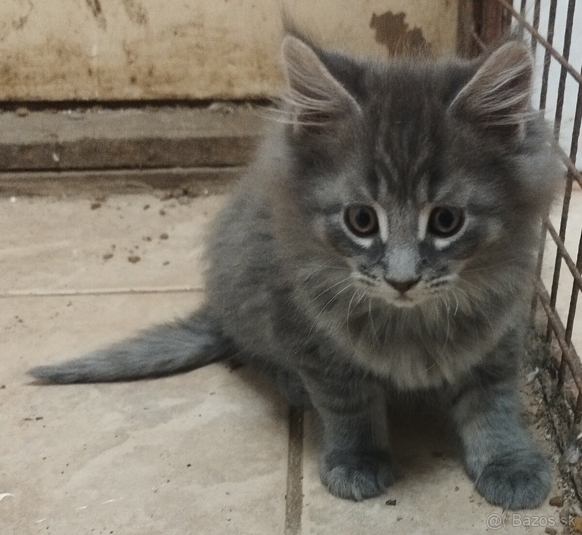 Mainska mývalia mačka - 4