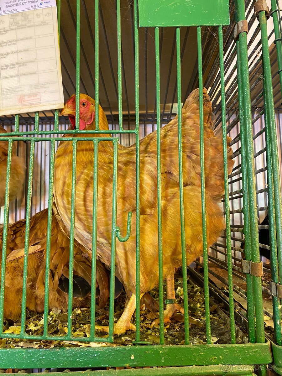 Oravka žltohnedá - 4