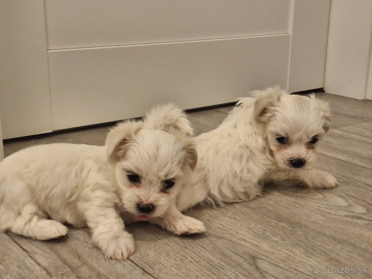 Predam šteniatka maltezaka - 4