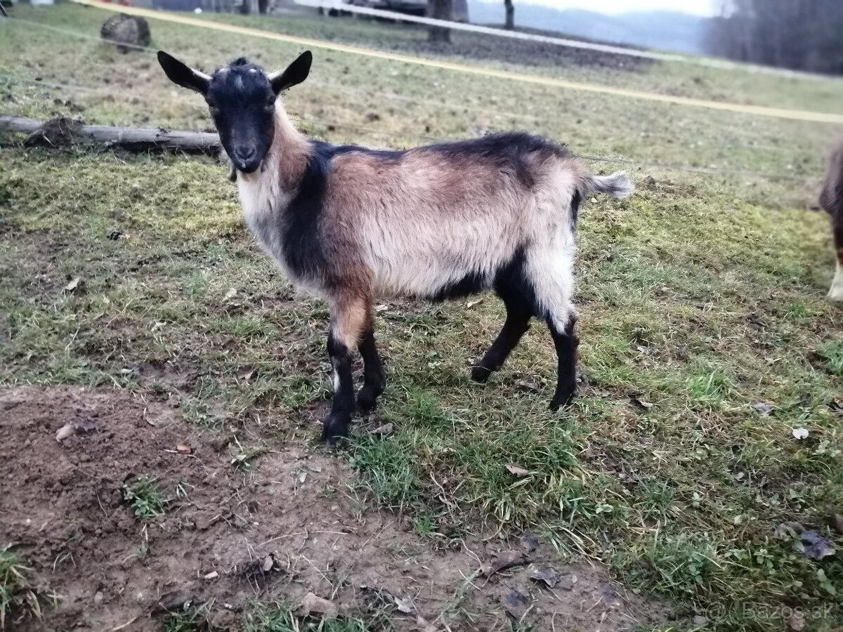 na predaj bezrohý cap do chovu - 4