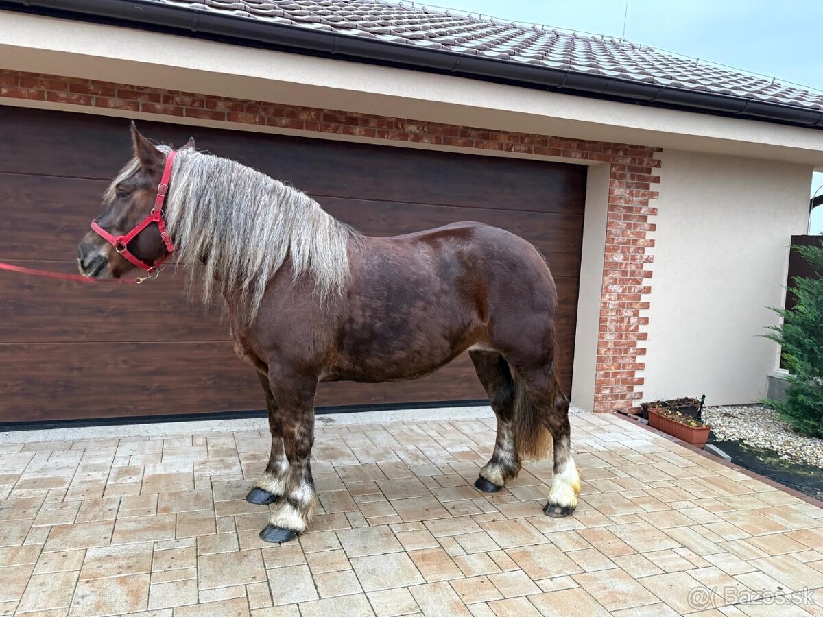 BRETÓNSKA KOBYLA - 4