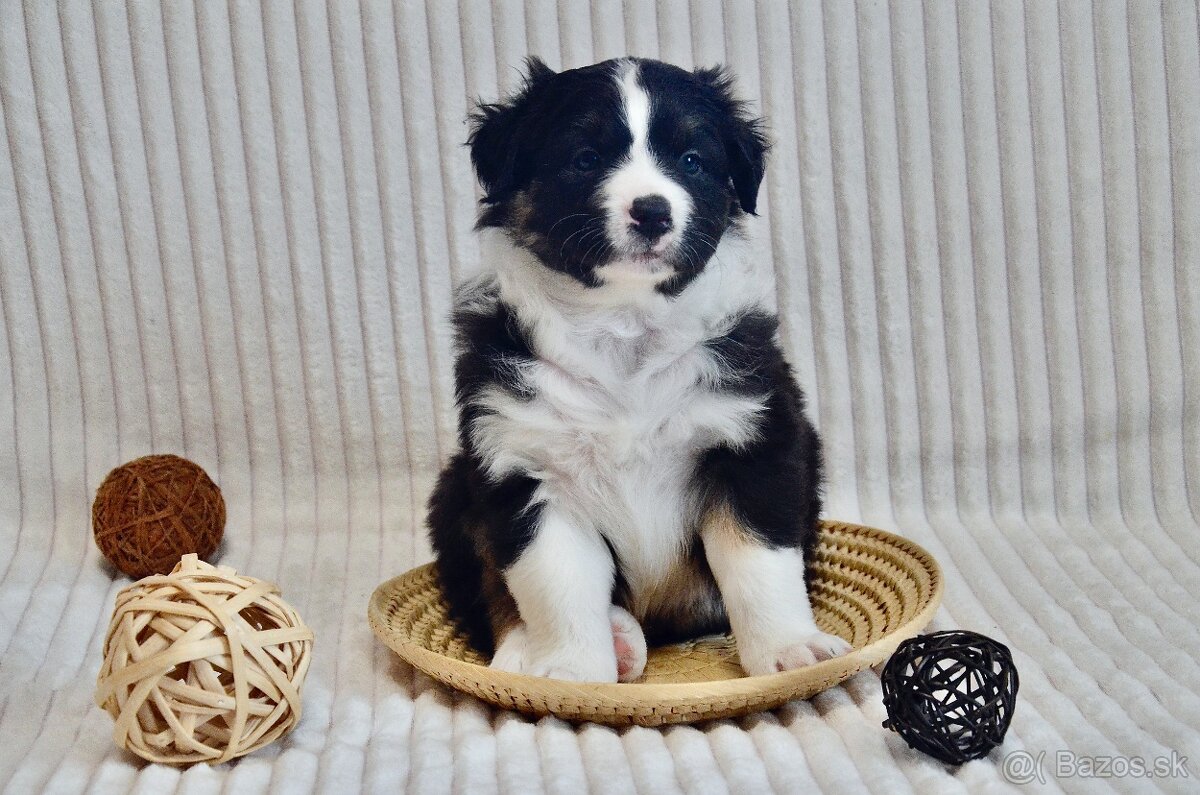 Australský ovčák - štěňátka s PP - 4