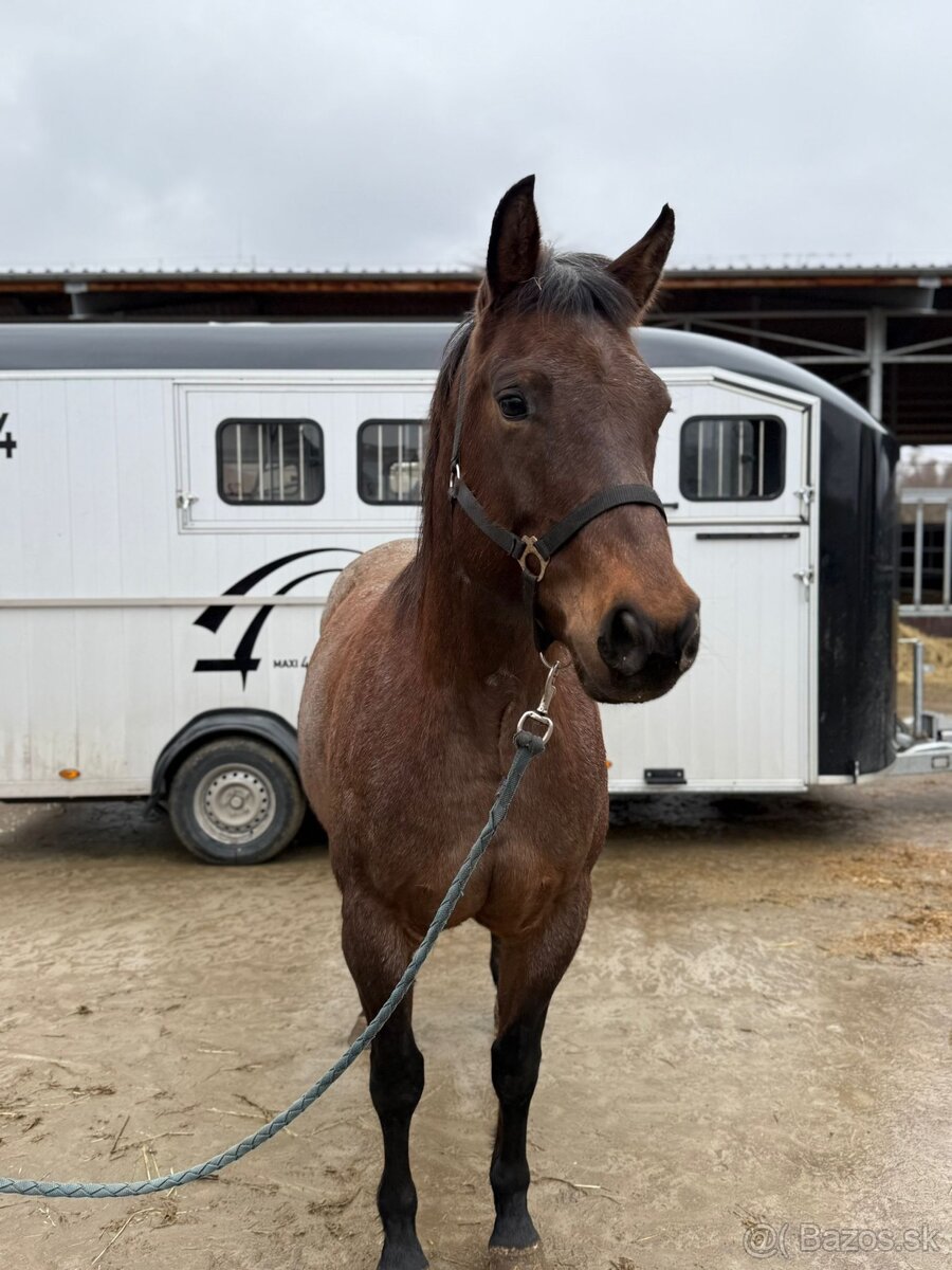 Kobyla Quarter horse - 4