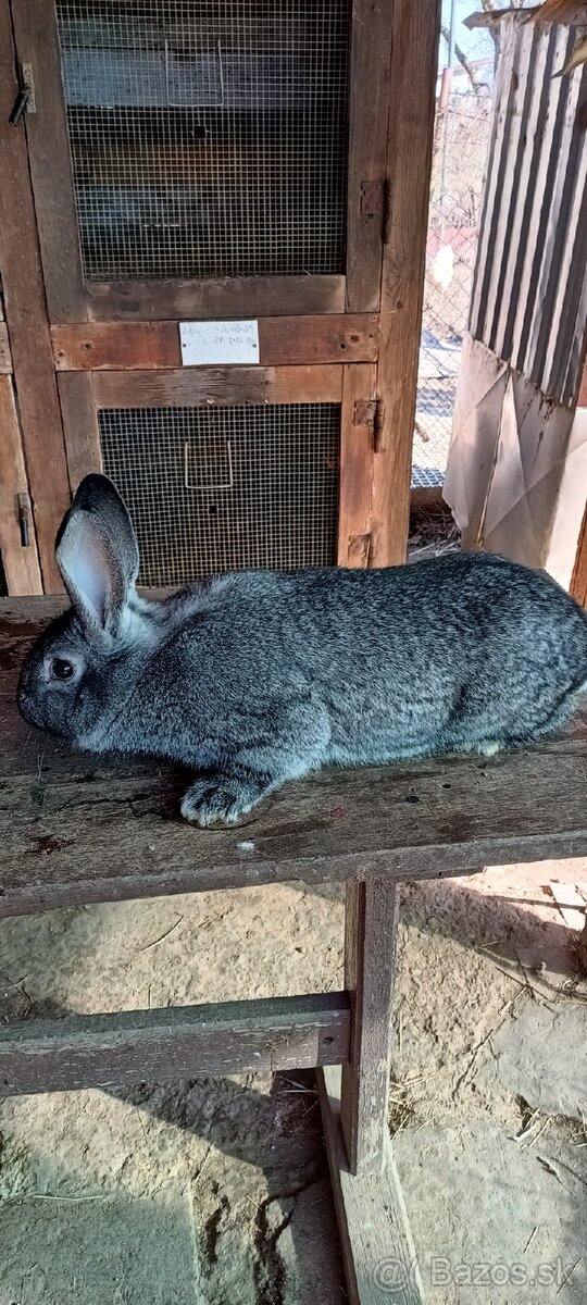 Činčila veľká - 4