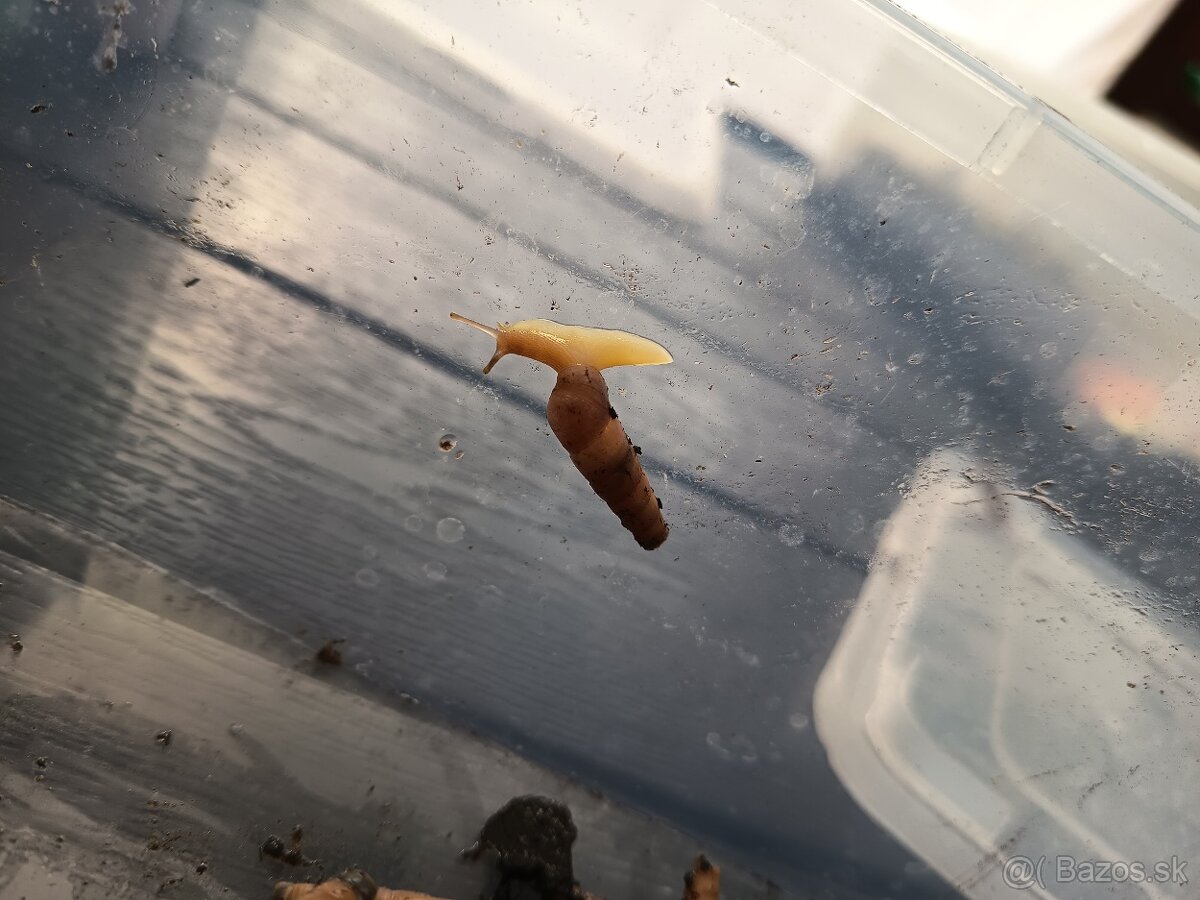 Rumina Saharica Rhodos 🐌 - 4