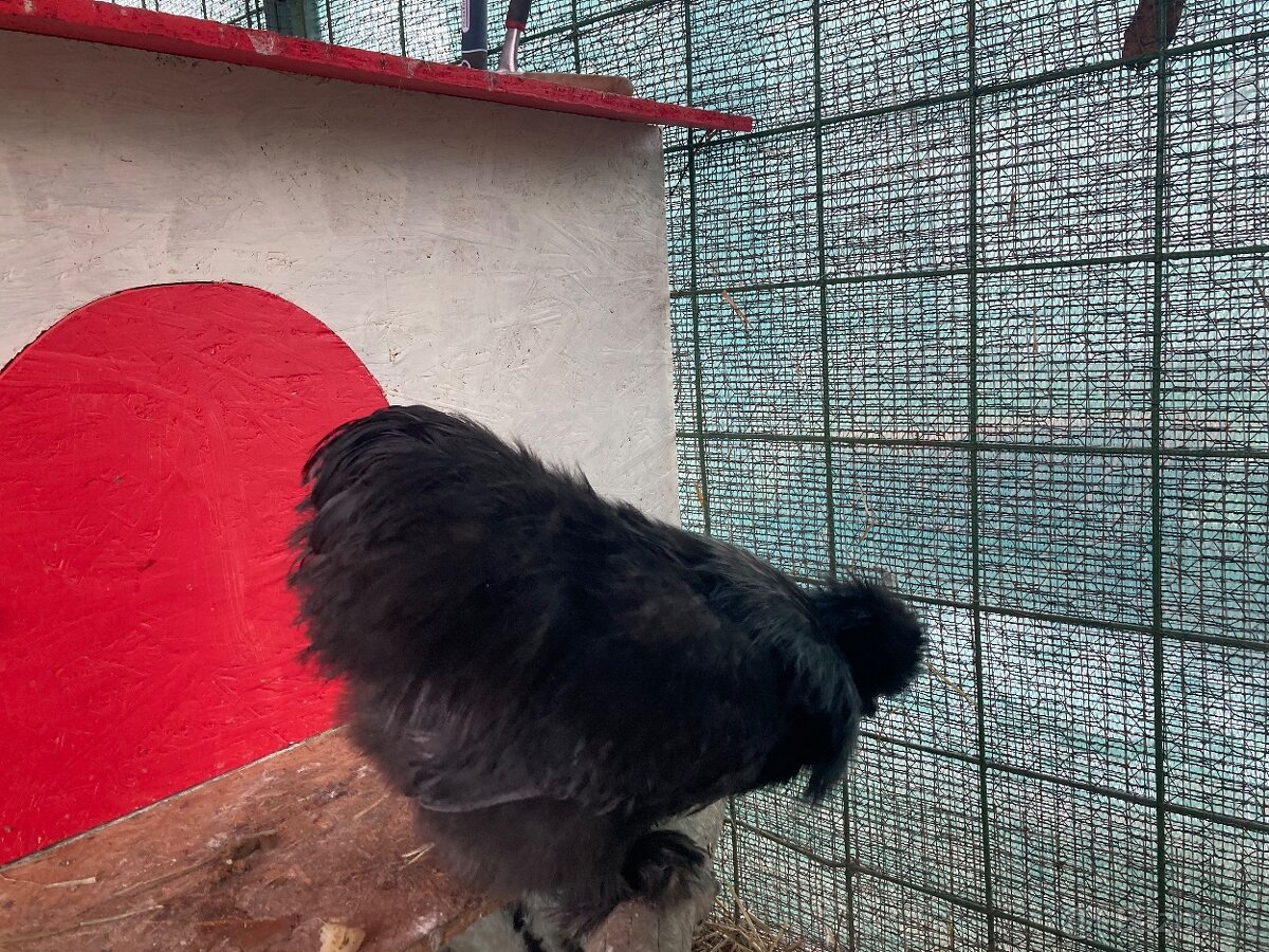 Kohút hodvabnicka - 4