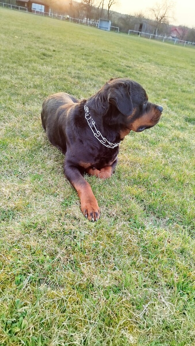 Rottweiler na krytie - 4