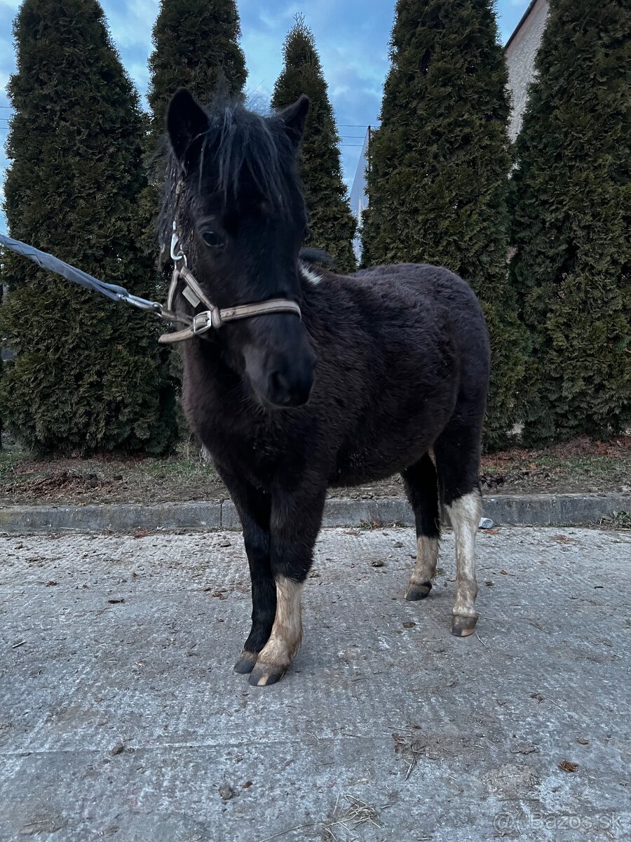 Mini poník - 4