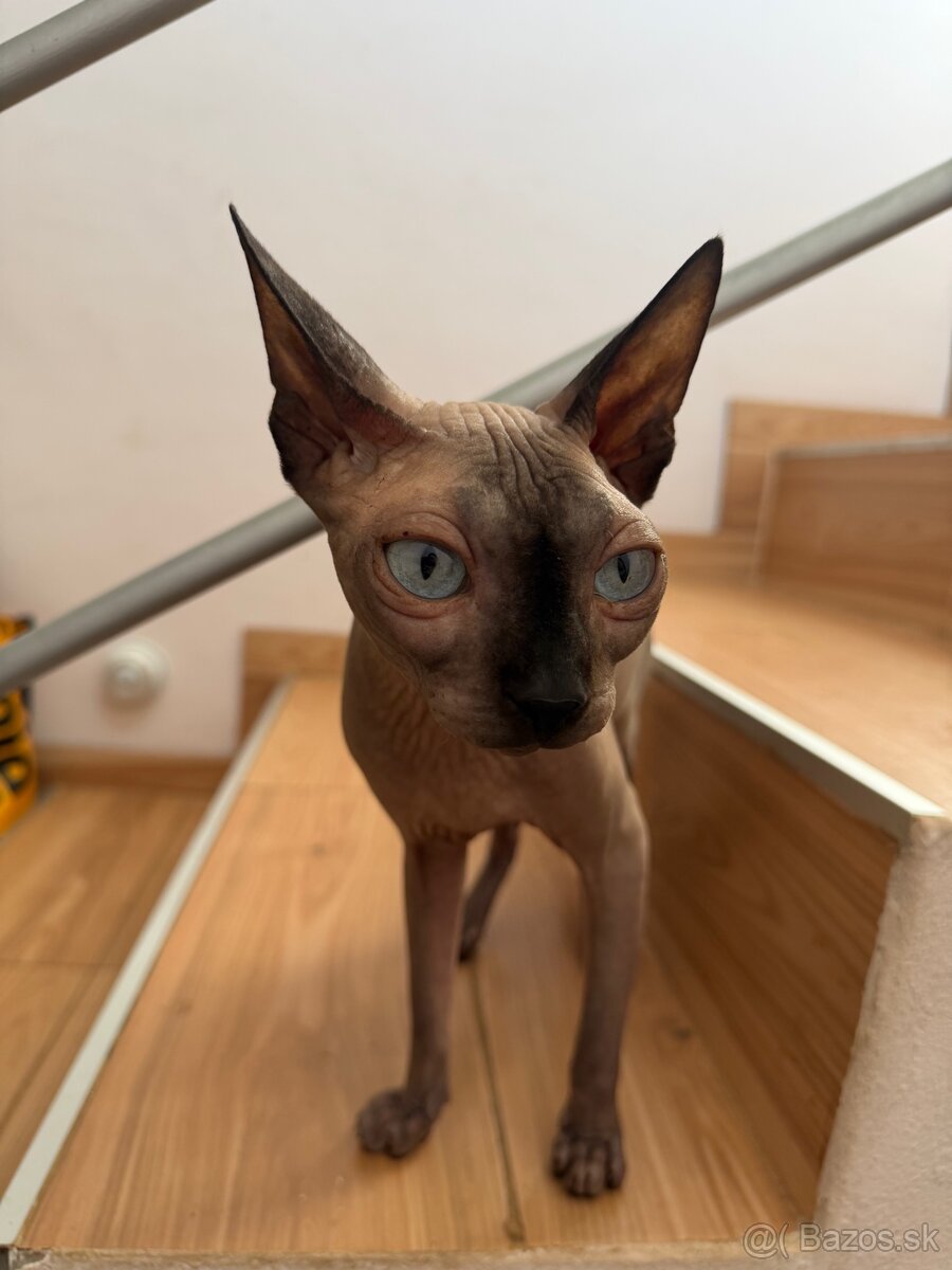 Sphynx - 4