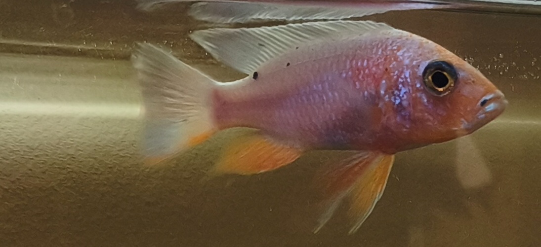 Cichlidy - 4