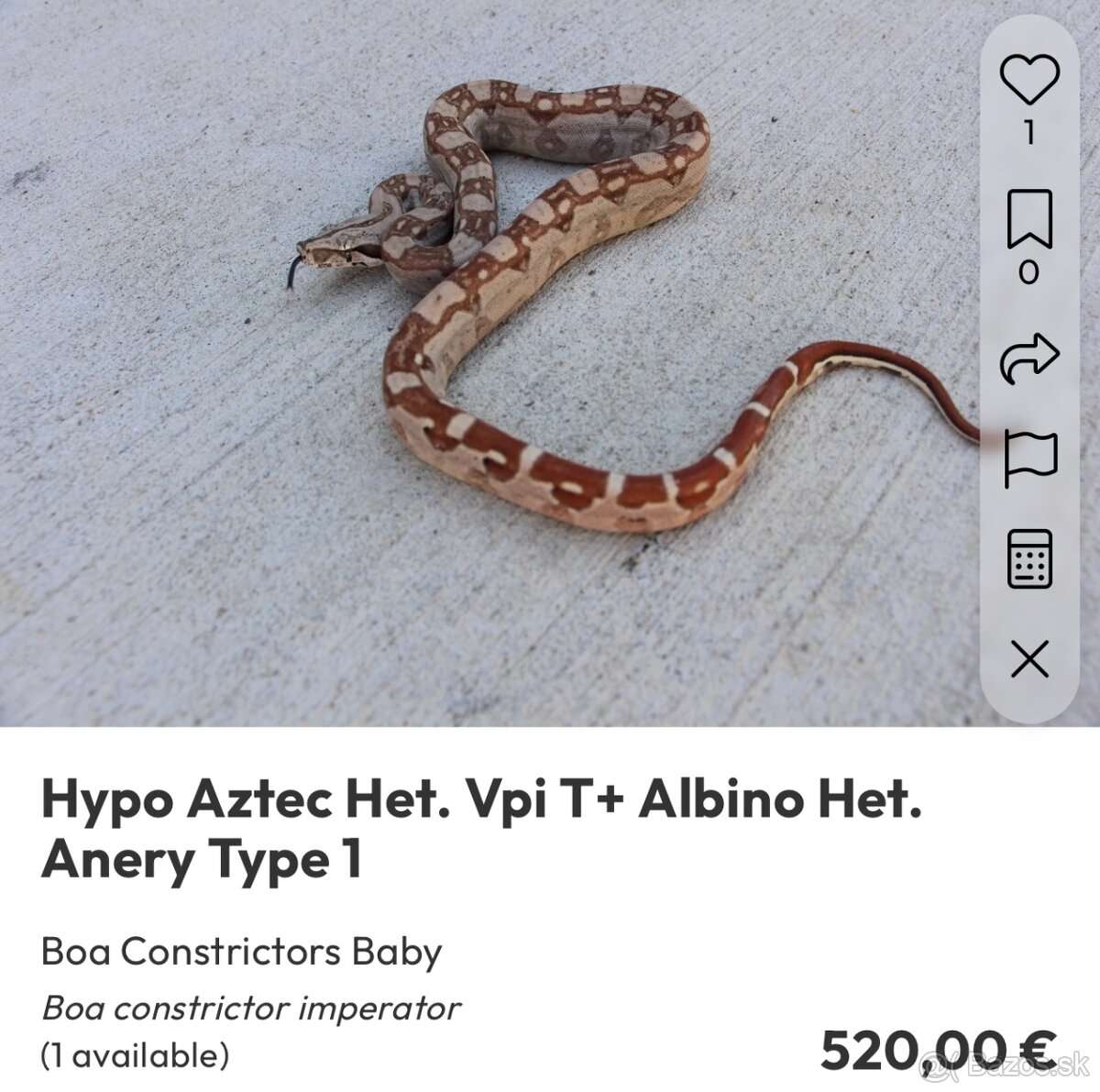 Veľhad kráľovský/ Boa constrictor - 4