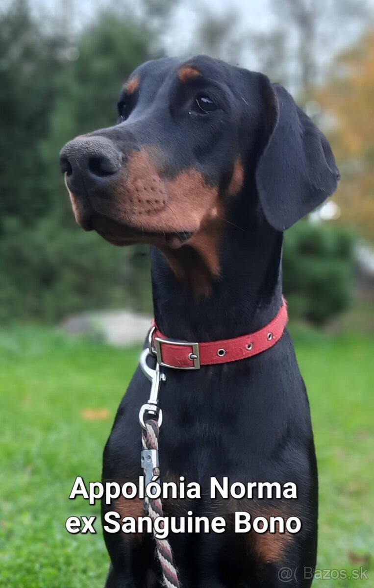 DOBERMANN šteniatka s P.P. - 4