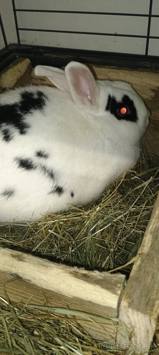 Zakrslý králik - 4